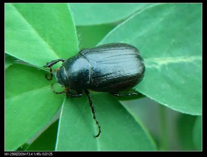 大黑鳃金龟动物