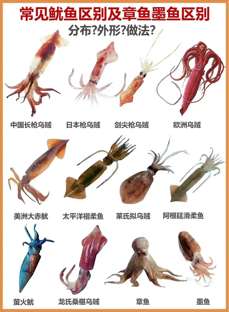 常见鱿鱼的种类以及章鱼墨鱼的区别.你学会了吗? bgm—ho - 抖音
