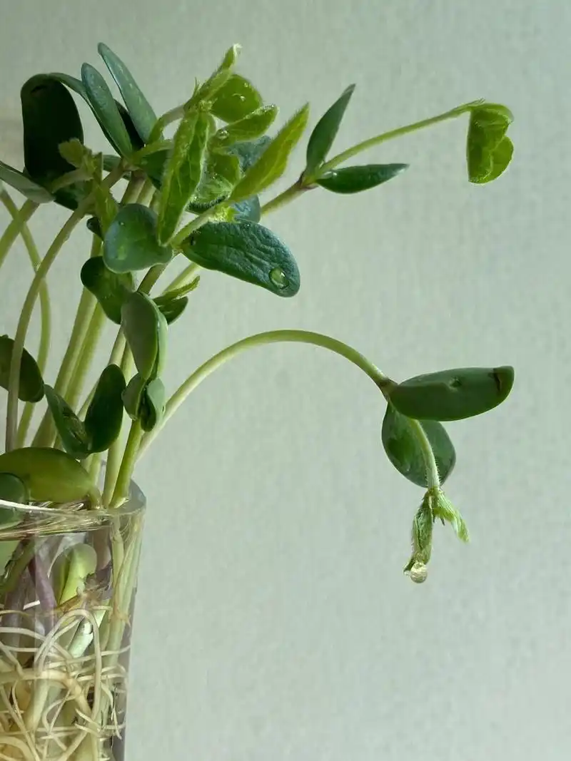 黑豆苗90鹰嘴豆苗 真心感觉发豆芽的目的不是为了吃.太养眼啦!