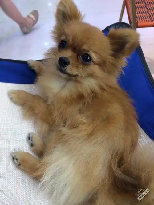 7月4日丢失博美串串一只 - 得意生活-武汉生活消费社区 - powered by