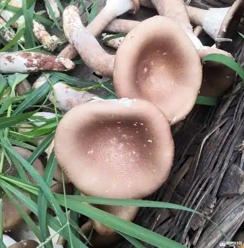 猪肚菇有更好吃的做法吗?