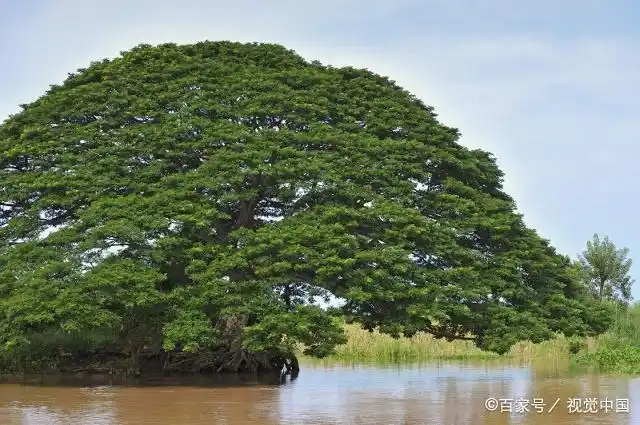 向一棵树木学习,或许你就能成为一棵参天大树(美文)