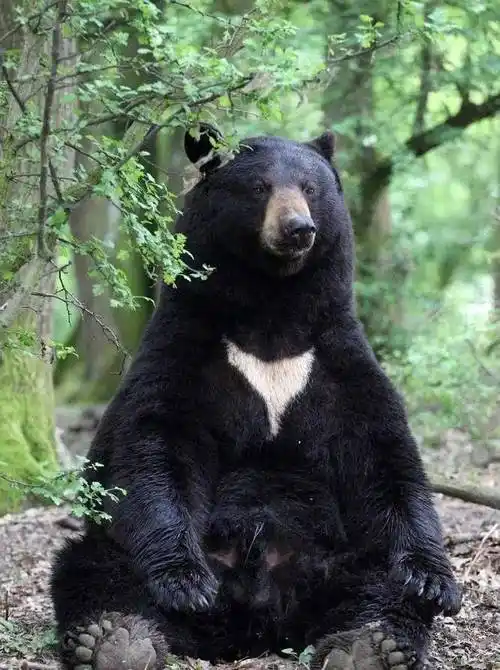 长得很像双胞胎,经常被认错,简单几步教你辨认美洲熊和亚洲熊_黑熊