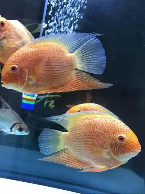 养了两年的的喷点菠萝鱼非常鲜艳和喜气