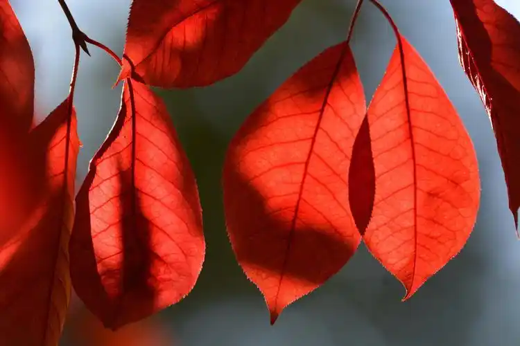 秋天的紫叶李叶子红似火,原创拍摄