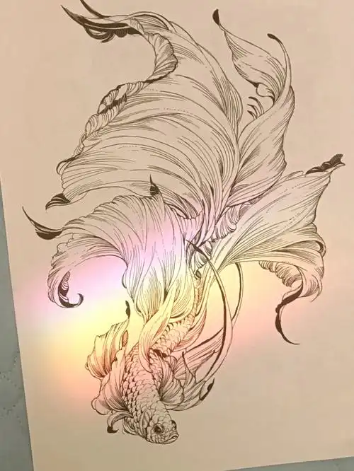 线稿临摹暹罗斗鱼