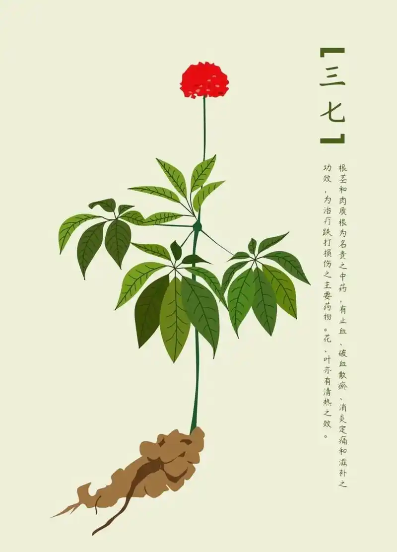 三七花药膳92.三七花炒肉 三七花20克,新鲜脊肉300g, - 抖音