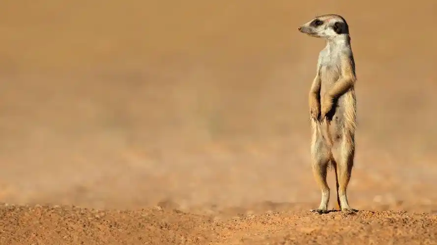 哺乳动物狐獴图片高清桌面壁纸