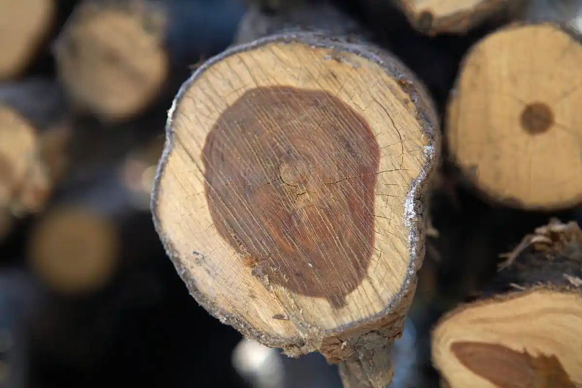 价值比黄金还高的檀香木,是否真的是治疗癌症的药材?