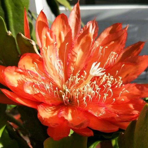 7200直达链接>进口令箭荷花昙花大花重瓣品种带根苗红黄紫粉白多色