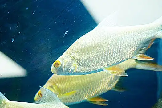 淡水鱼图片_淡水鱼图片大全_淡水鱼图片素材