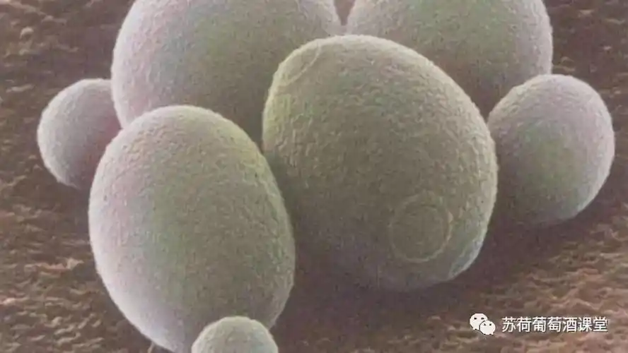 酵母菌是什么?发酵如何影响葡萄酒的风味