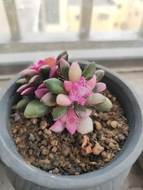 吹雪之松锦的养殖方法和注意事项