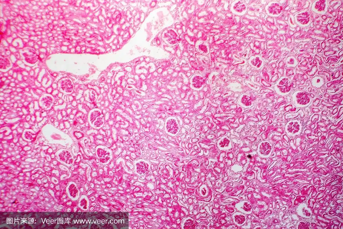 人肾脏的组织学