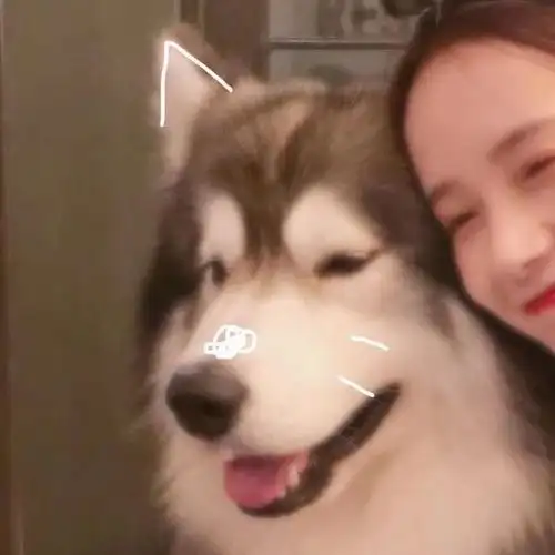 求抱着狗狗的女生头像