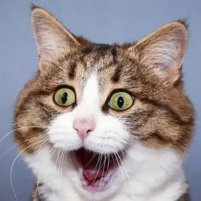 2023最火沙雕头像