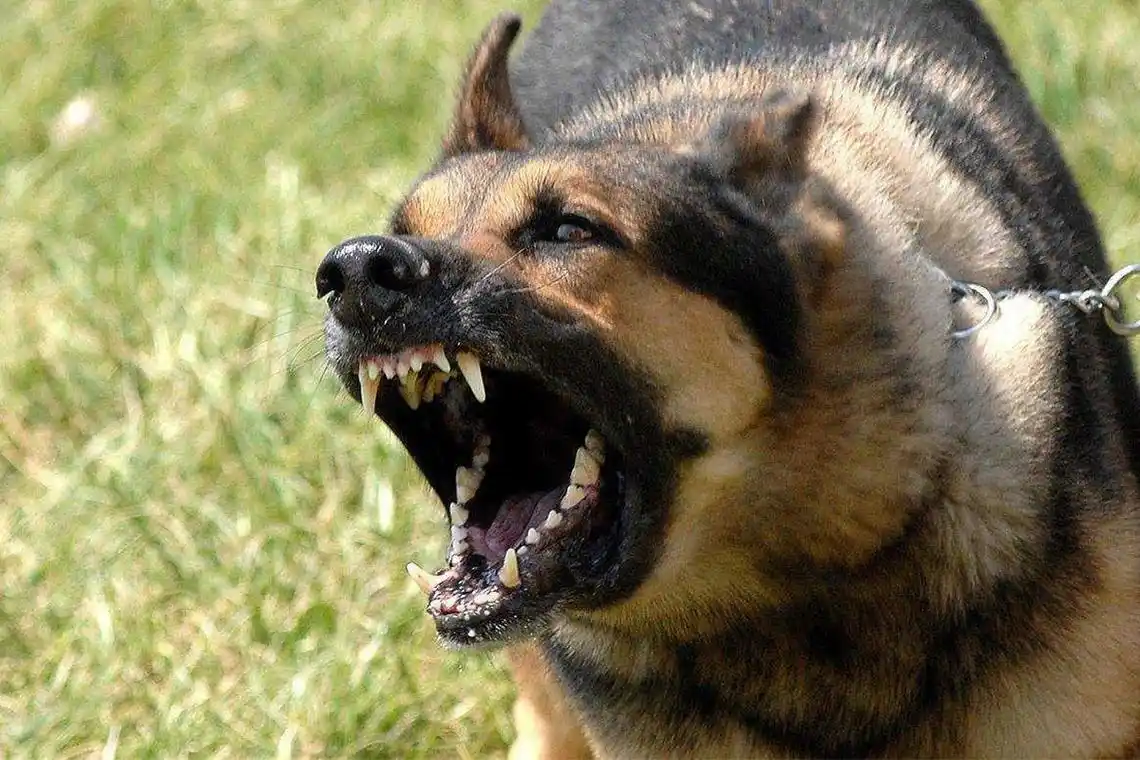 路遇咬人恶犬该怎么办?这些办法也许能救一命!