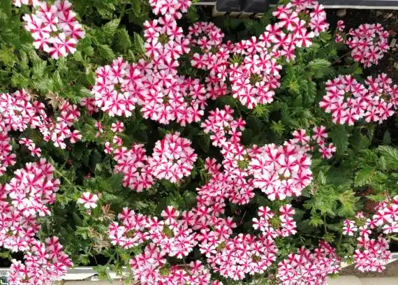 院子里养"4种花",耐热耐晒耐寒,花多鲜艳,太令人喜爱了