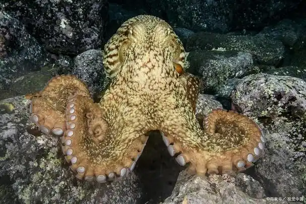 世界上最大的章鱼-北太平洋巨型章鱼