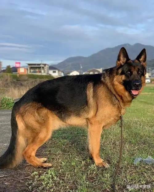 大型犬是指体型较大的犬种,通常体重在25公斤以上