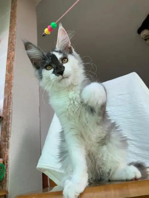 烟三花缅因猫妹妹