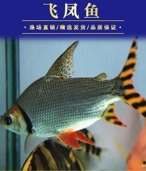 飞凤鱼活鱼直纹飞凤金凤鱼银凤鱼热带观赏鱼龙鱼配鱼泰国鲫鱼活体2022