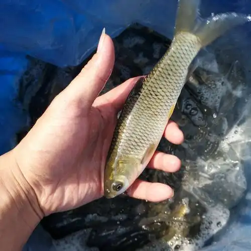 千岛出售各种规格淡水草鱼苗 草鱼批发 草鱼苗批发 质优价廉图片