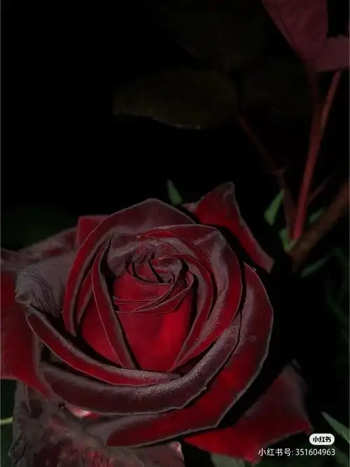 黑巴克是一种少见的黑色玫瑰花,颜色红到发黑,兼有厚重的丝绒质感和