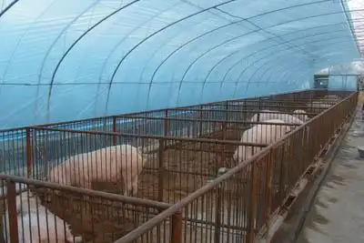 供应养猪塑料大棚建设冬季大棚养猪