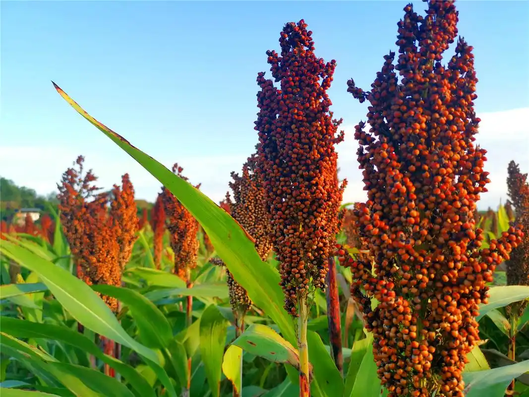 重庆垫江:金秋时节高粱红