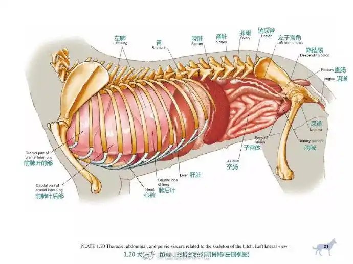 shouyichenmanfu#犬解剖图全集-3