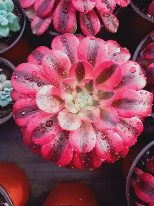 多肉法师美杜莎