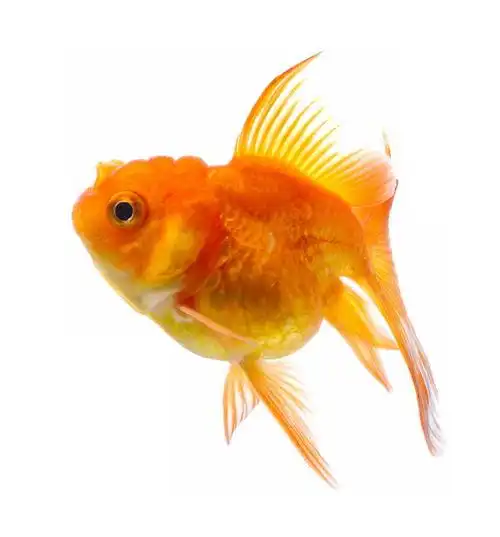 一条漂亮的狮子头金鱼宠物鱼2221949免抠图片素材