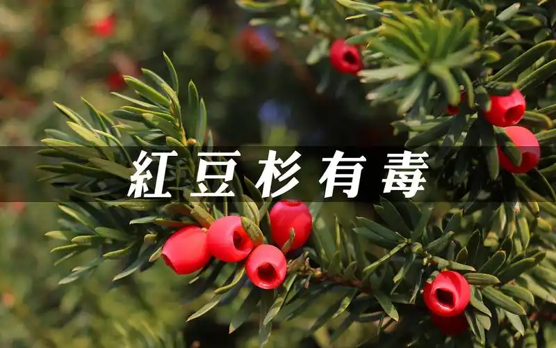 吃红豆的功效(红豆的好处:美容,降压,减肥)