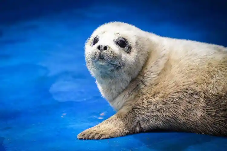 海豹医生守"月子"