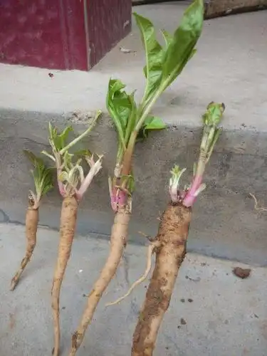 商陆的块根发芽了,,不可食用!如下图供参考请百度验证详情