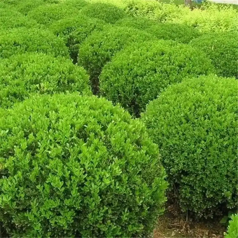 绿篱植物造型树,让我的阳台别墅更有生气!瓜子黄杨球庭院,小叶 - 抖音