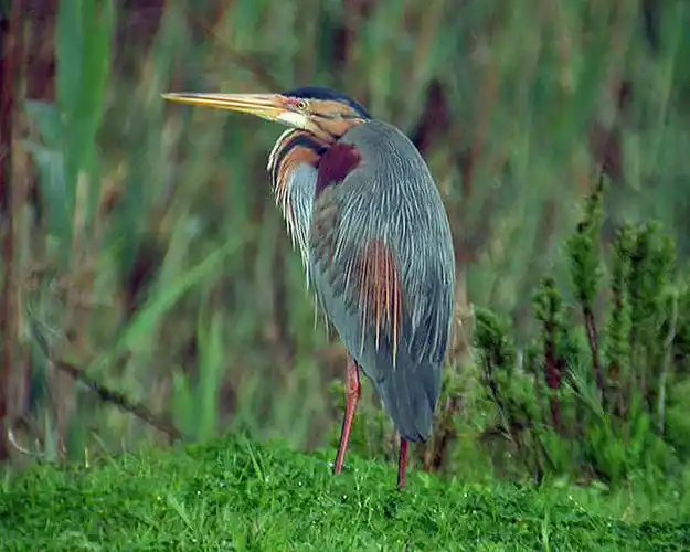 草鹭:鸟纲,国家三级保护动物.