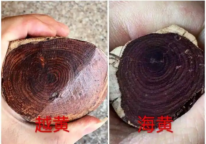 如何辨识海南黄花梨与越南黄花梨