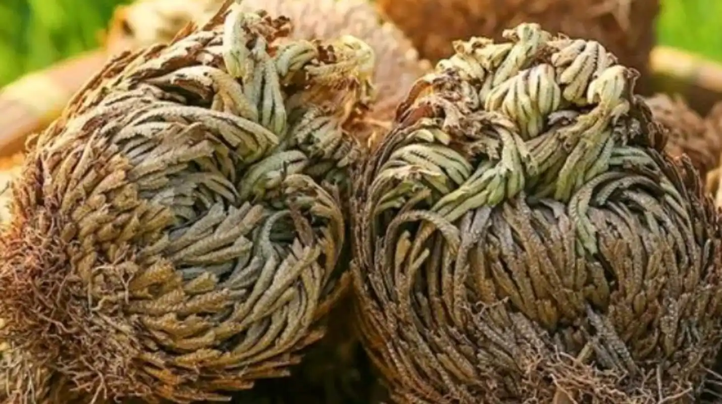 此草名字霸气叫"长生不死草",也是天然"金疮药",过去常见如今很珍贵!