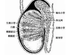 附睾肿大发硬