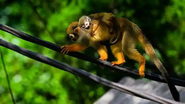 2万元内远摄利器 尼克尔 z 180-600mm f/5.6-6.3 vr长变焦镜头初体验|