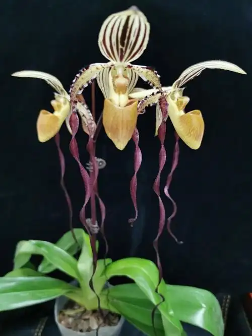 华南植物园中科皇后兜兰和中科紫斑兜兰通过新品种鉴定