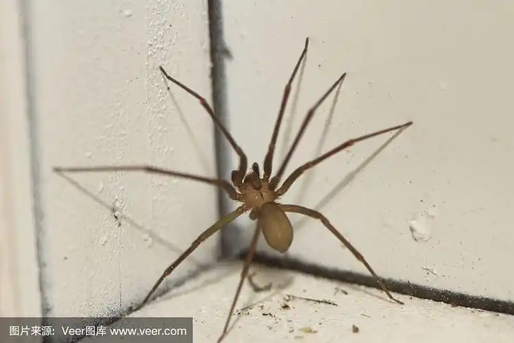 棕色隐士蜘蛛