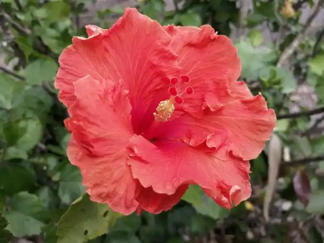 五颜六色朱槿花