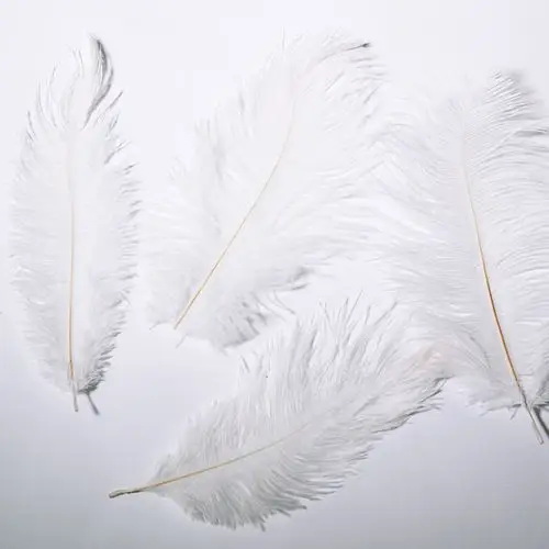 珠宝首饰化妆品 商业摄影道具 拍照道具 拍摄辅助背景 鸵鸟毛一根