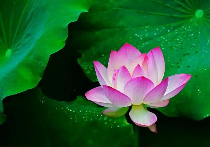 荷花·莲花·芙蓉花