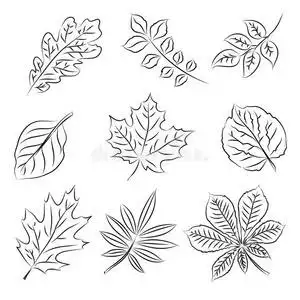 背景纹理包装图案框架或边框的水彩画叶枫树叶在水彩风格中与世隔绝.