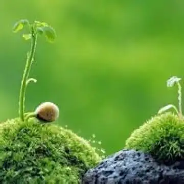 充满生机的绿色,风景头像图片-回车桌面