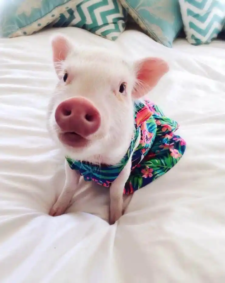 萌萌的宠物猪,瞬间感觉说别人是猪也不是贬义词了